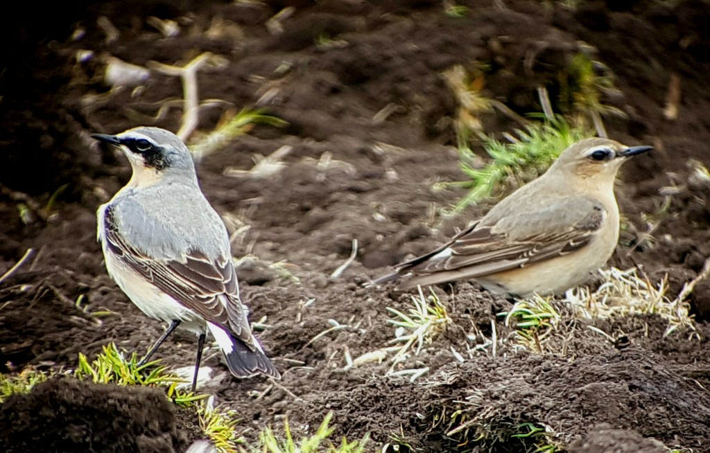 Male and Female Wheatear