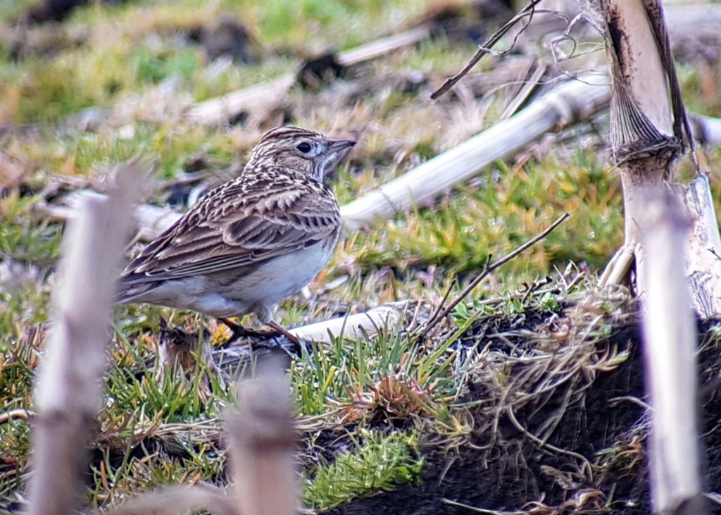 Martin Mere is a hot spot for Skylark