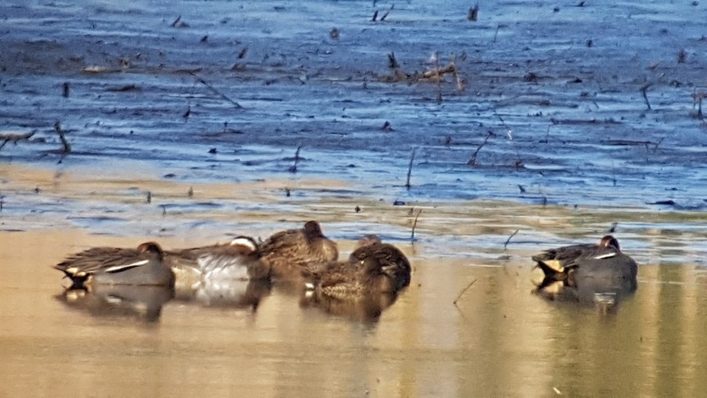 Spot the Garganey..