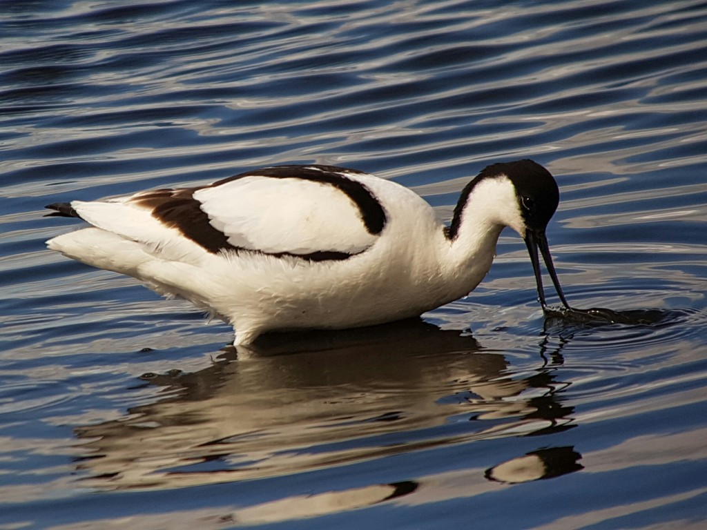 Avocet showing well in front of the Discovery Hide (Archive Picture)