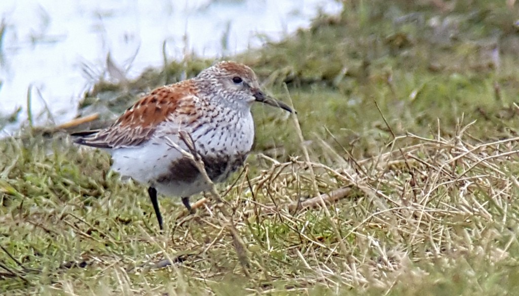 Dunlin in it's smart breeding plumage.
