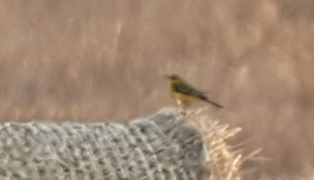 Distant Yellow Wagtail