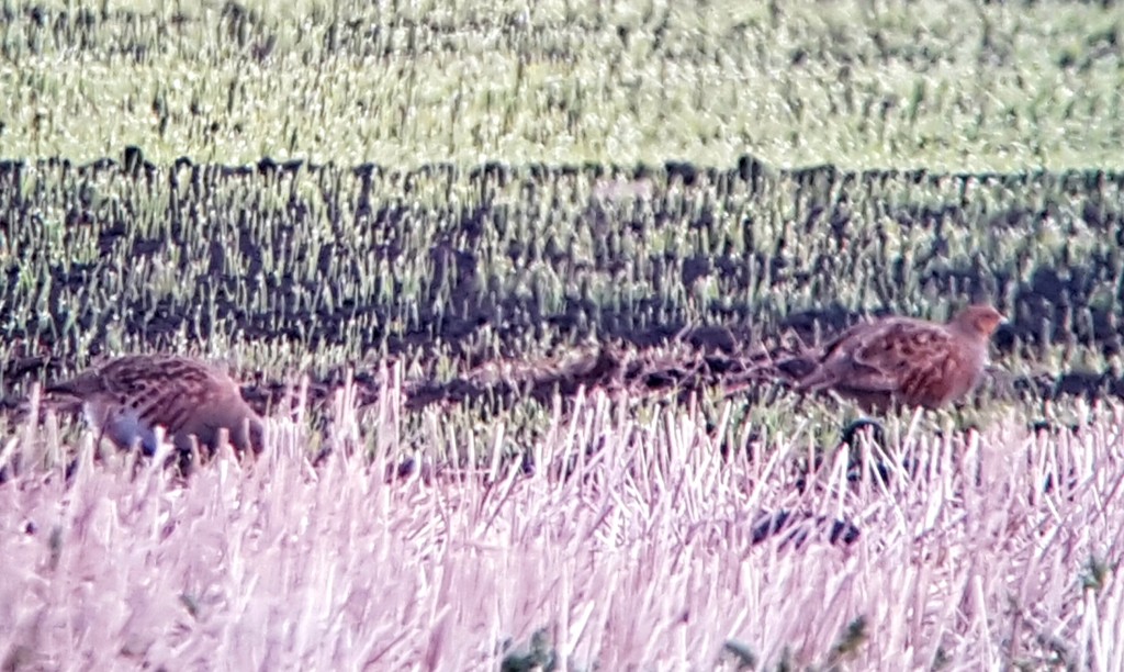 Grey Partridge