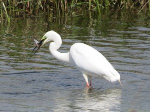 Great white egret by John Cheney