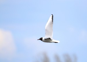 Black Headed Gull, Cr. Rob Werran