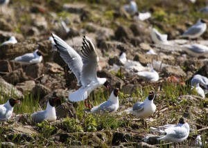 Black-Headed Gulls, Cr. Rob Werran