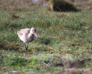 Black-Tailed Godwit, Cr. Rob Werran
