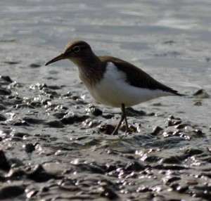 Common Sandpiper, MJMcGill
