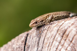 Common lizard