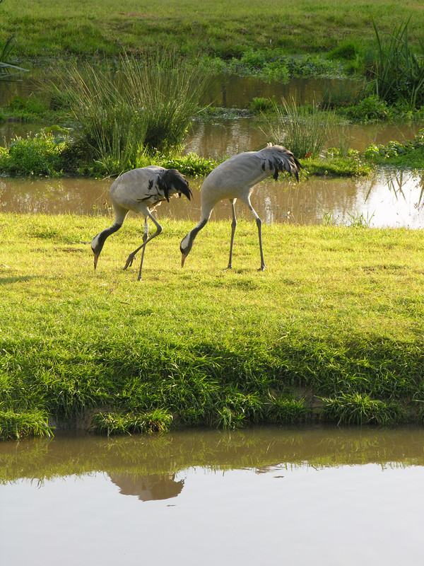 Two cranes foraging. Nov 2005 (Archive Picture) 