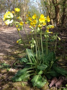 Cowslips, Cr. Brian Briggs