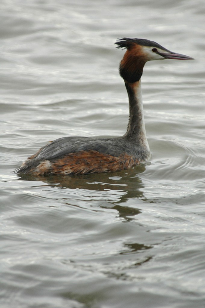 Greater Crested Grebe taken by James Lees (Archive Picture)