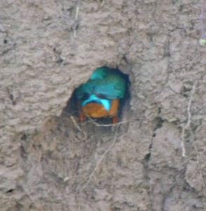 Kingfisher MJM