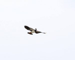 Lapwing Display Cr.Rob Werran