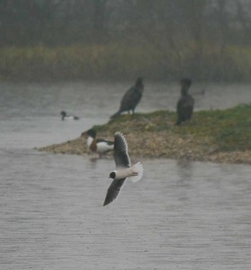 Little Gull