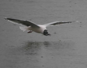 Little Gull, S Lake, MJMcGill