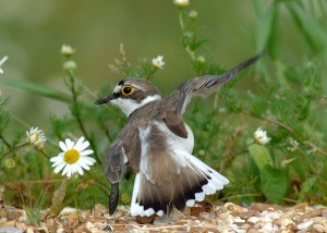 Little ringed plover by Jackie J Grafton/WWT