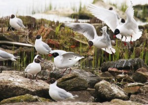 Med Gulls Cr. Rob Werran