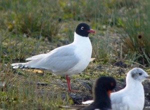 Mediterranean Gull, 2nd summer, MJMcGill