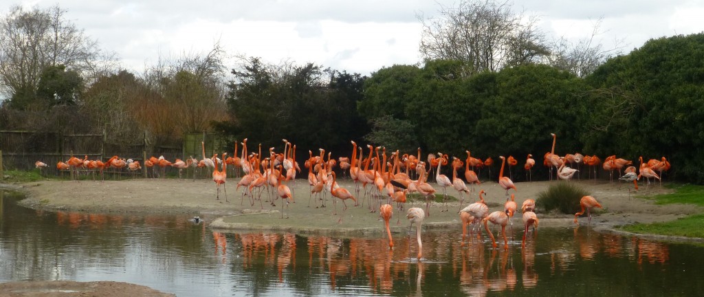 Caribbean flock