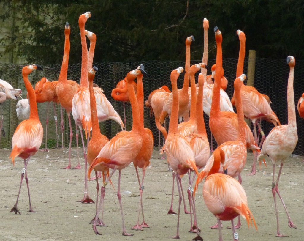 Caribbean display