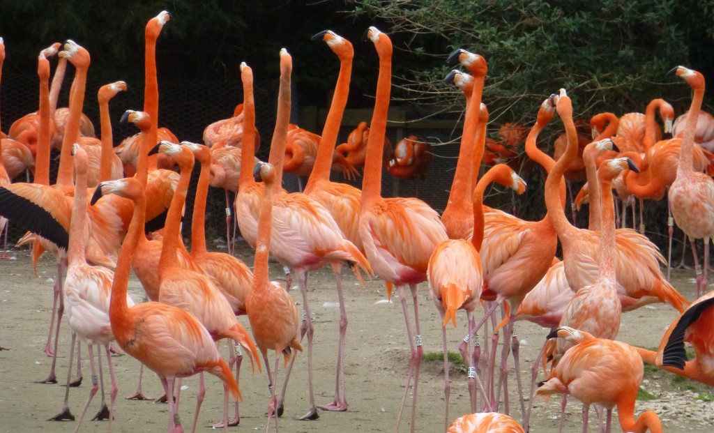 Caribbean display