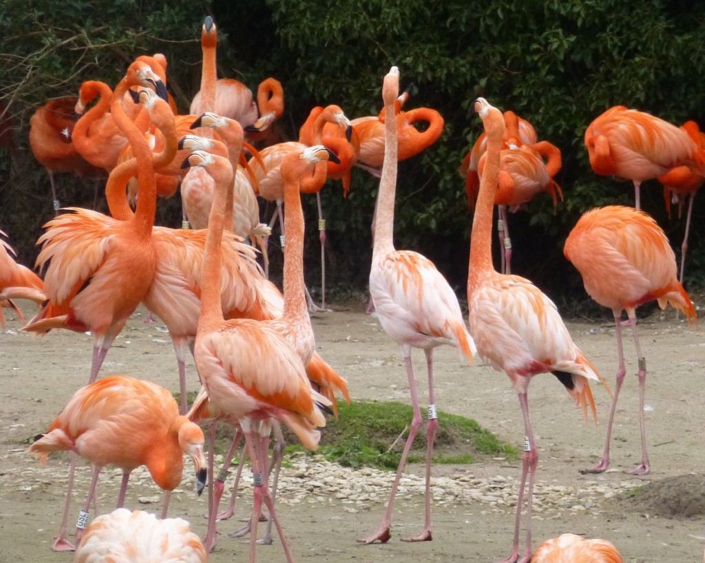 Caribbean display