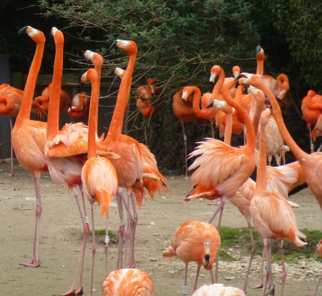 Caribbean display