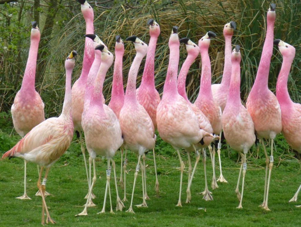 Andean display