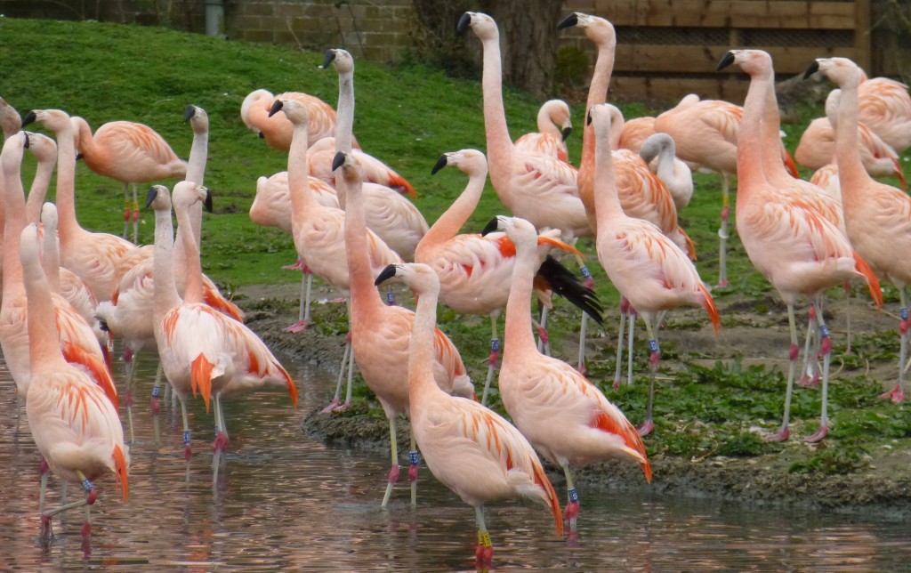 Chilean display