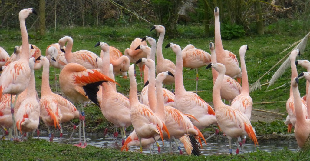 Chilean display