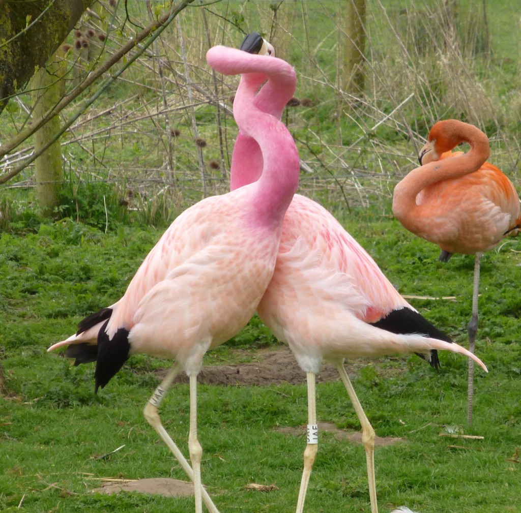 Andean fight