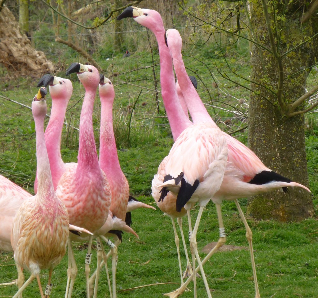 Andean display and fight