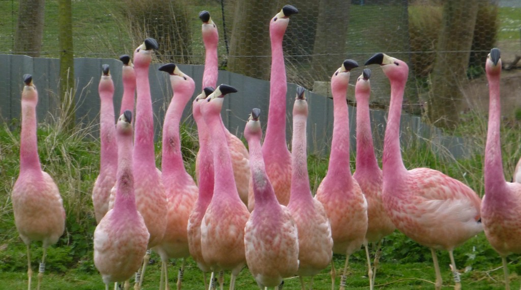 Andean display