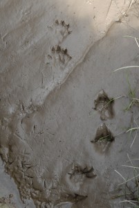 Wild Eurasian Otter tracks in the mud
