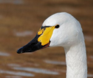 Bewick's Swan