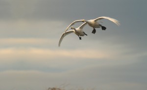 Bewicks Swans flying