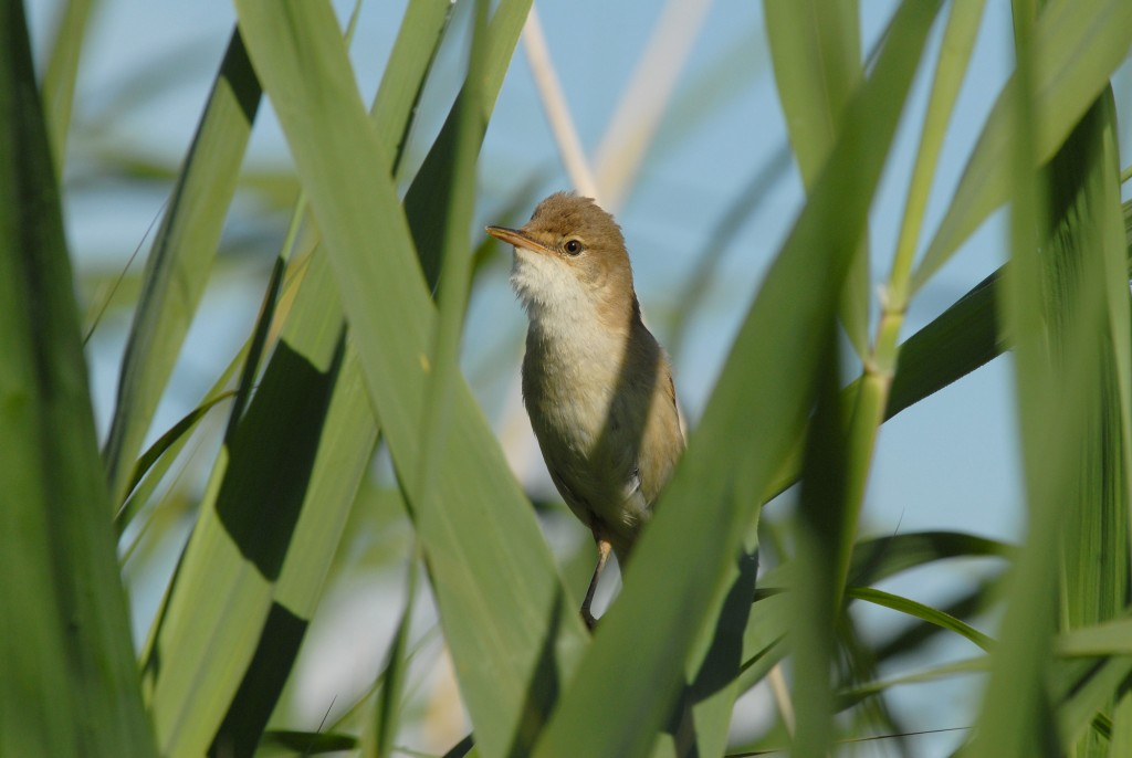 Reed Warbler in reeds at Slimbridge taken by James Lees (Archive Picture)