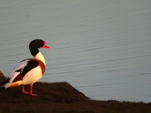 Shelduck, British Steel Hide, Cr. Rob Werran