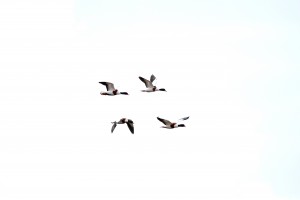 Shelducks, Cr. Rob Werran