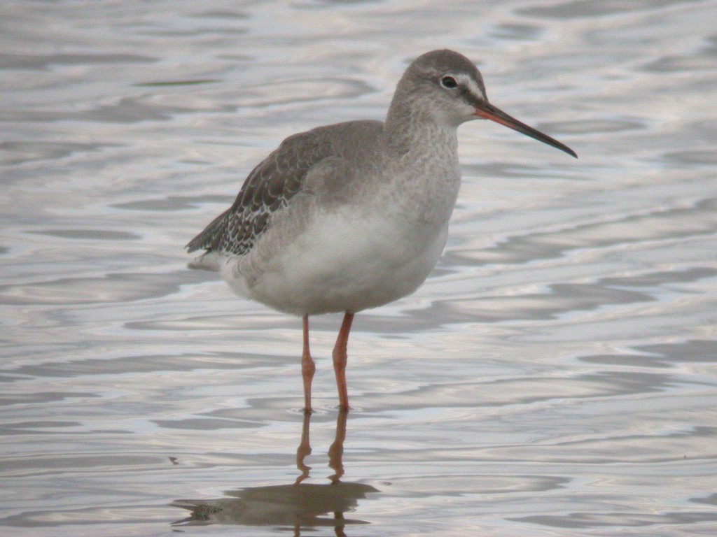 Spotted redshank at Slimbridge taken by James Lees (Archive Picture)