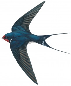 Colour illustration of a swallow by Mike Langman (Archive Picture)