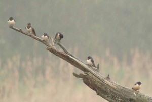 Swallows