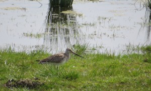 Bar-tailed godwit