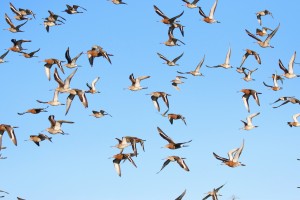 Waders , Cr. Rob Werran