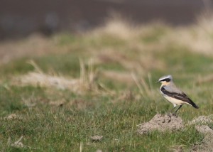 Wheatear, Cr. Rob Werram