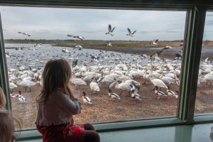 Whooper swans at WWT Martin Mere Wetland Centre, Lancashire