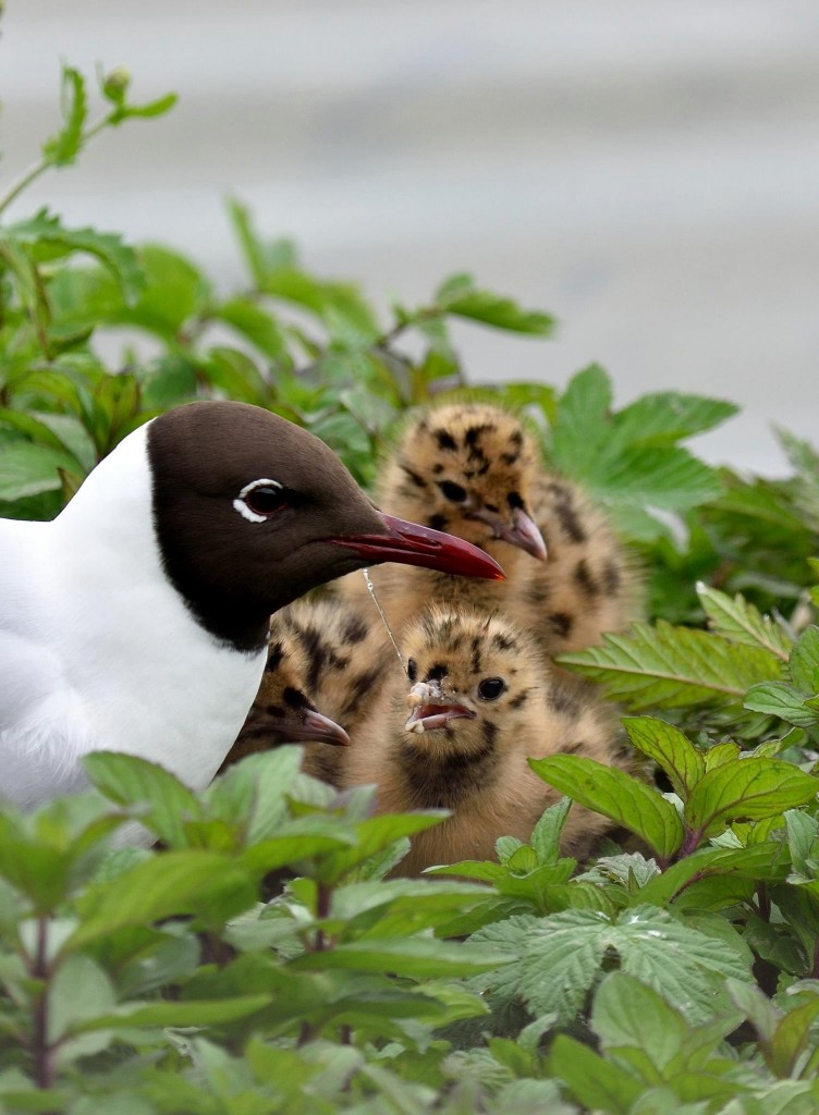 Black-headed gull chicks are hatching in the small colony opposite the Sand Martin hide. Photo by Rob Collins
