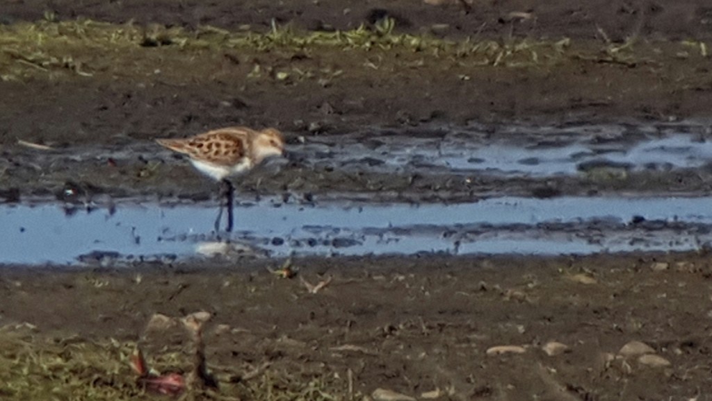 Little Stint still present late afternoon