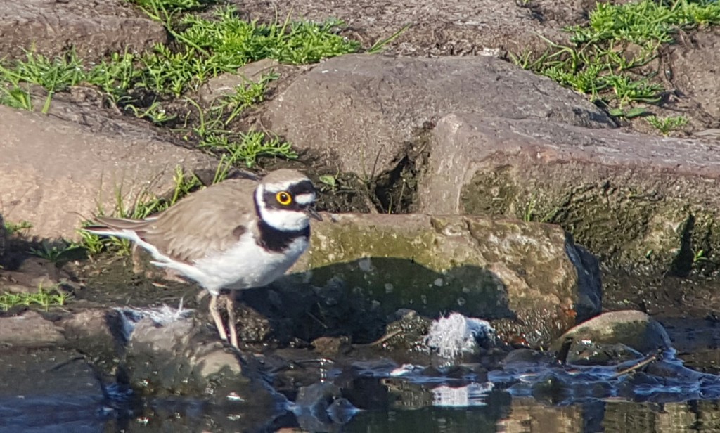 LRP